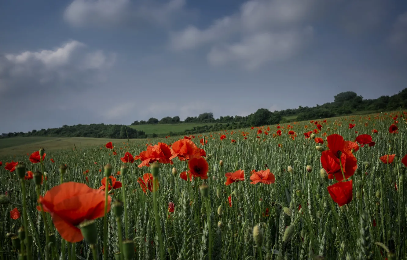 Photo wallpaper wheat, field, forest, clouds, flowers, red, Maki, slope