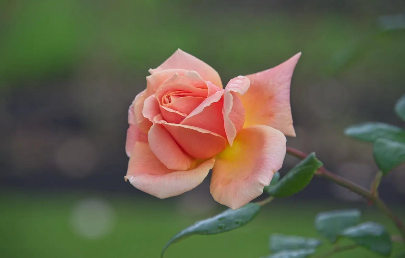 Photo wallpaper drops, roses, petals, pink, buds, bokeh