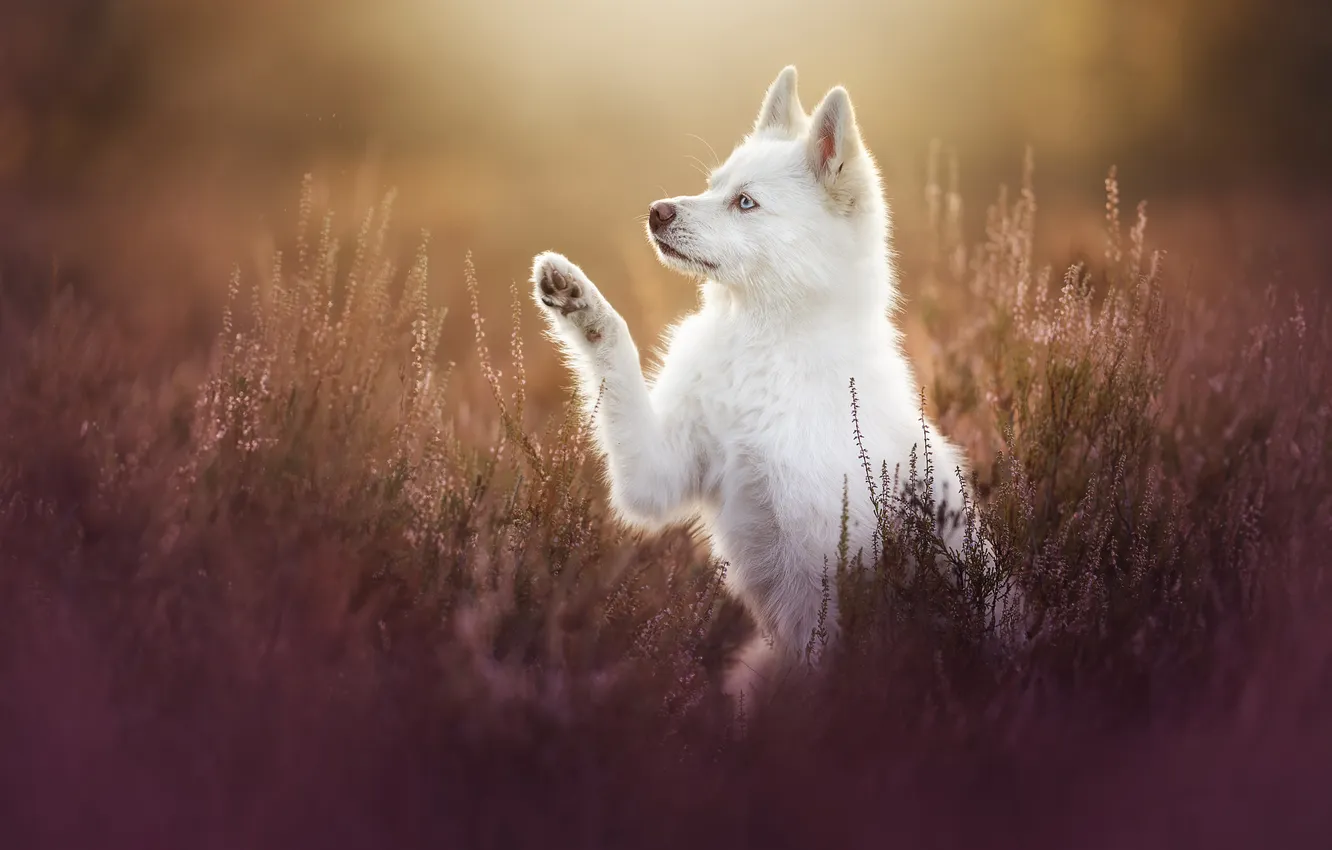 Photo wallpaper paw, dog, puppy, Heather, Samoyed