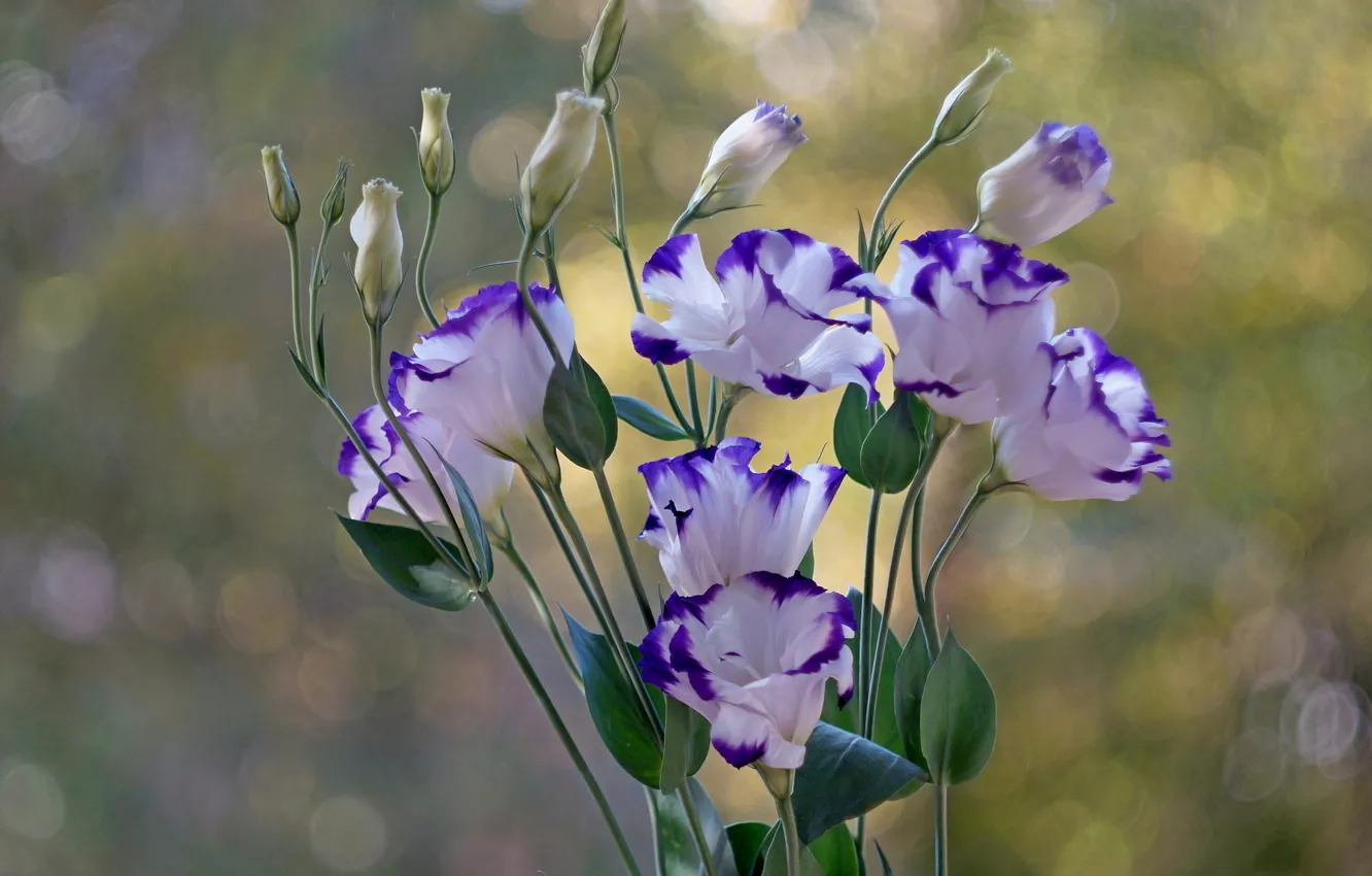 Photo wallpaper flowers, bouquet, lilac, eustoma