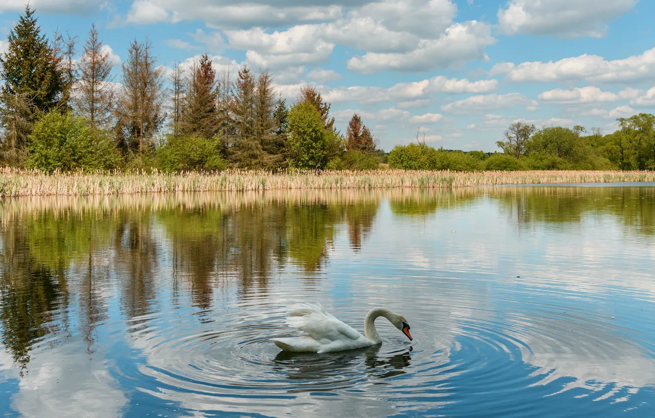 Photo wallpaper autumn, forest, white, the sky, clouds, reflection, bird, shore
