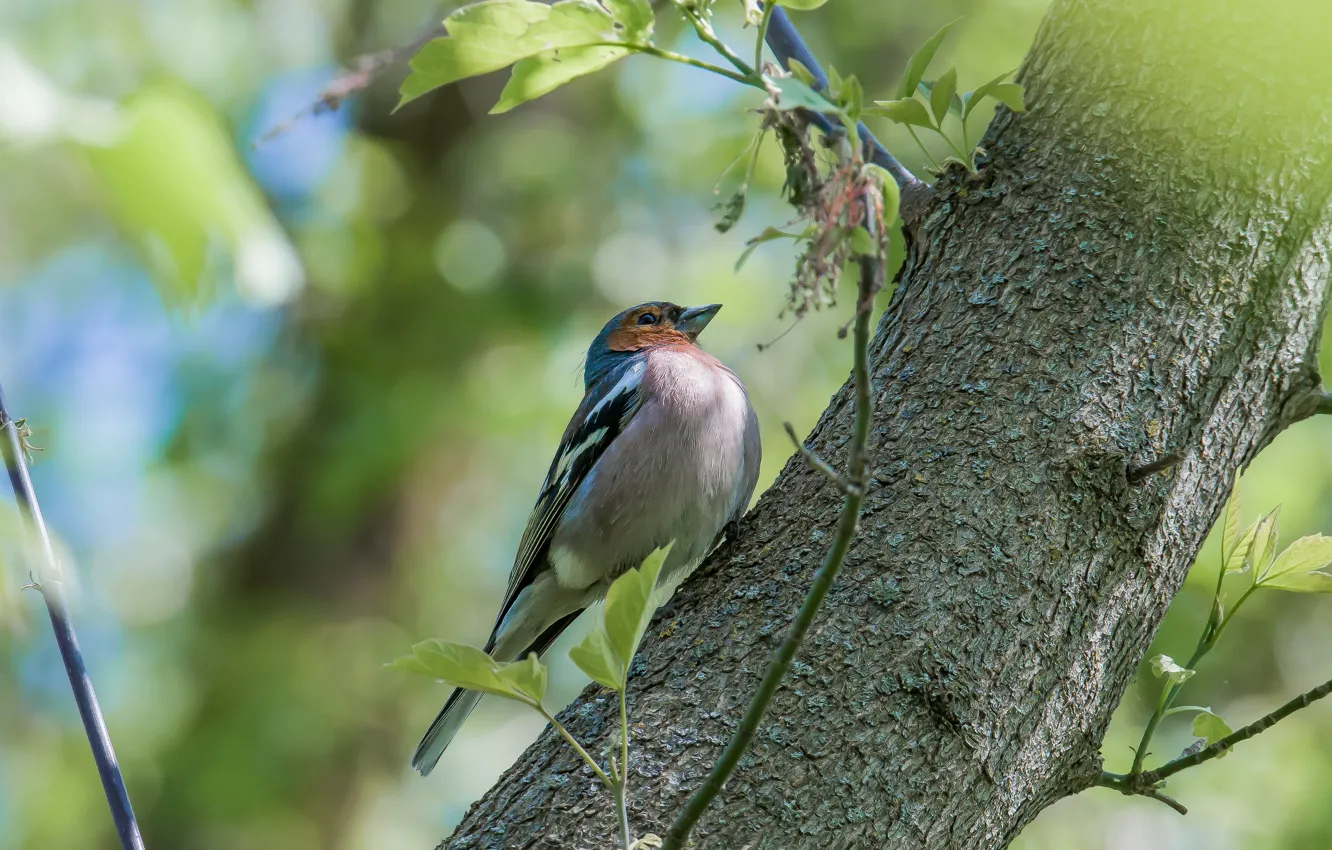 Photo wallpaper nature, bird, spring, Chaffinch