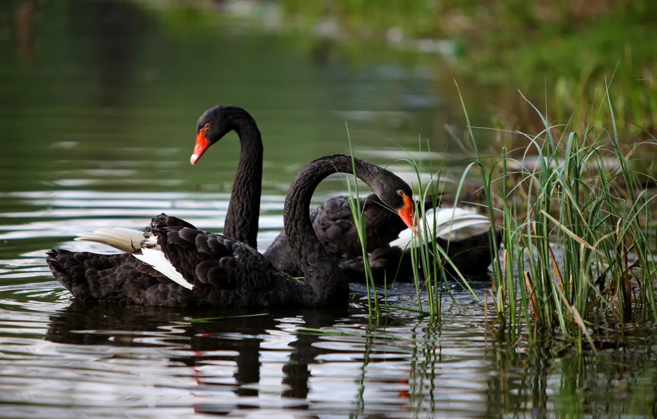 Photo wallpaper pond, black, swans
