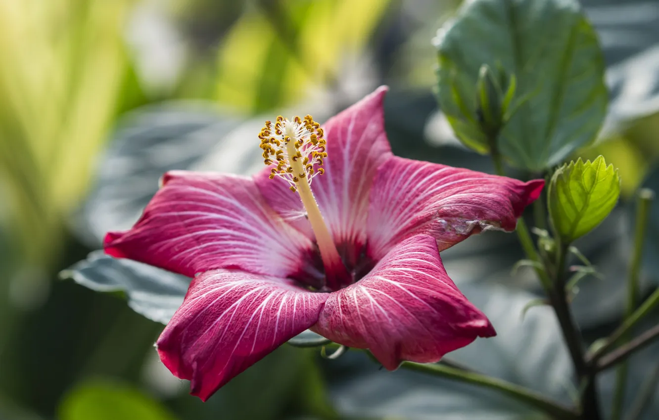 Photo wallpaper petals, hibiscus, Chinese rose