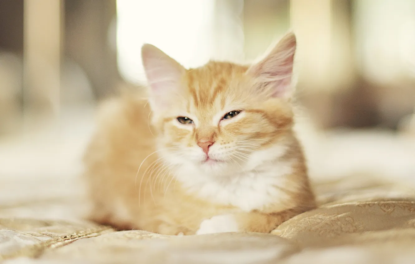 Photo wallpaper cat, red, kitty, cat