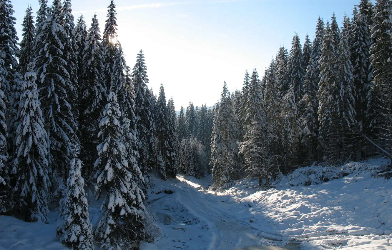 Photo wallpaper winter, forest, snow