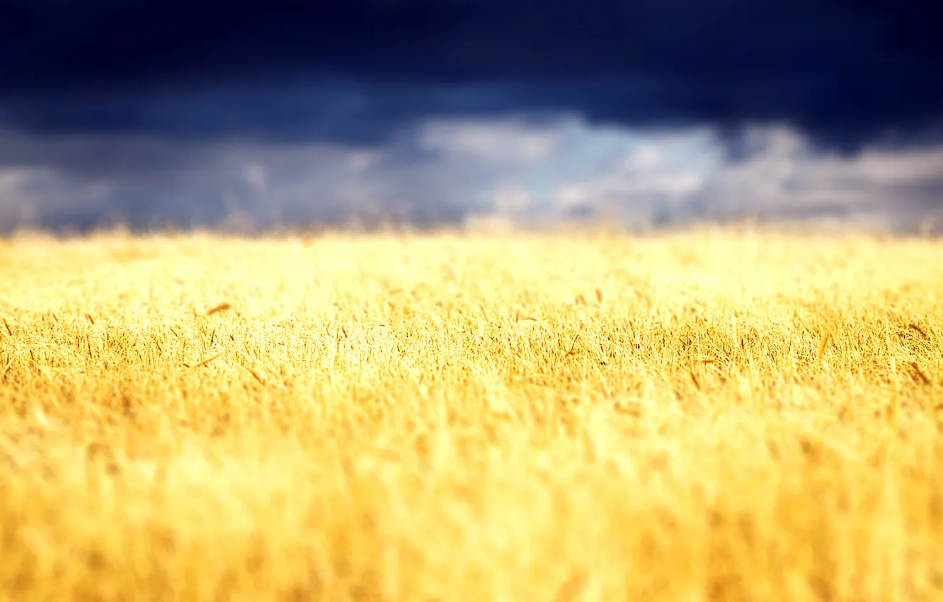 Photo wallpaper wheat, field, the sky, clouds, landscape, nature, plant, spikelets