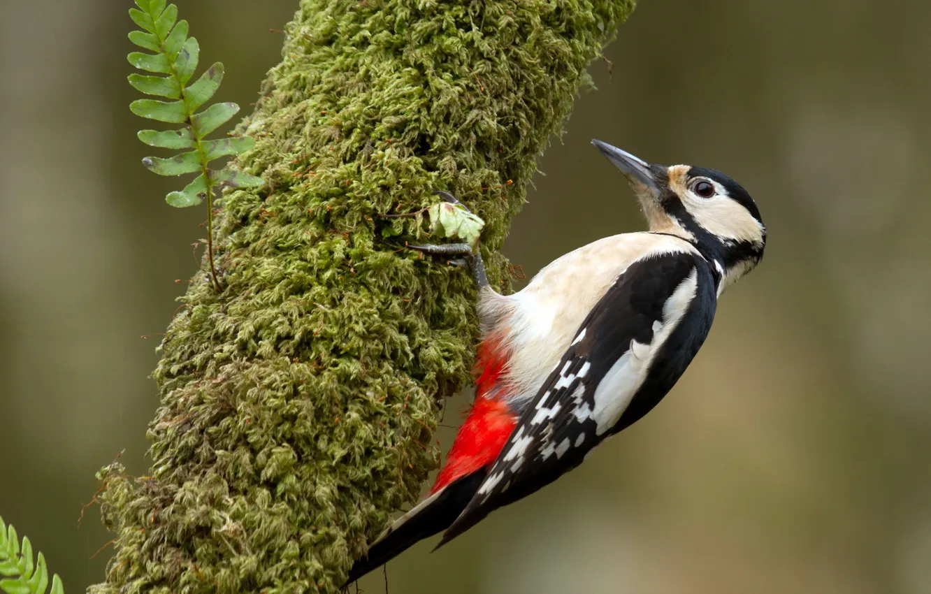 Photo wallpaper nature, bird, woodpecker