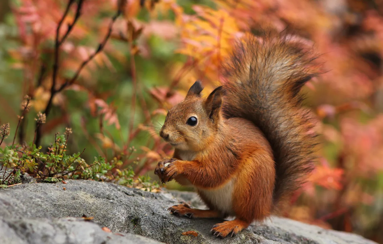 Photo wallpaper autumn, grass, nature, stones, protein, red, bokeh