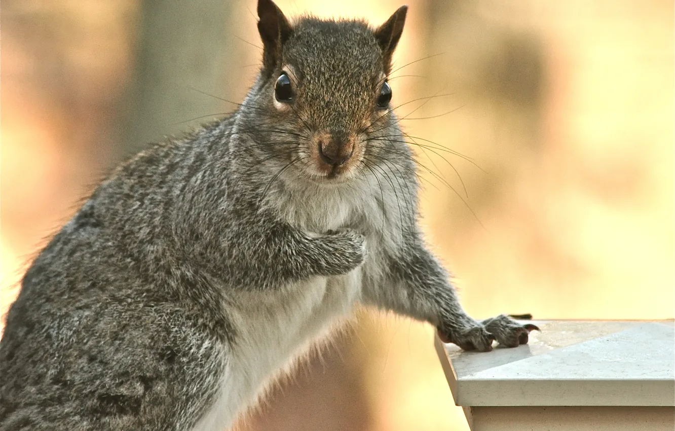 Photo wallpaper grey, background, portrait, protein