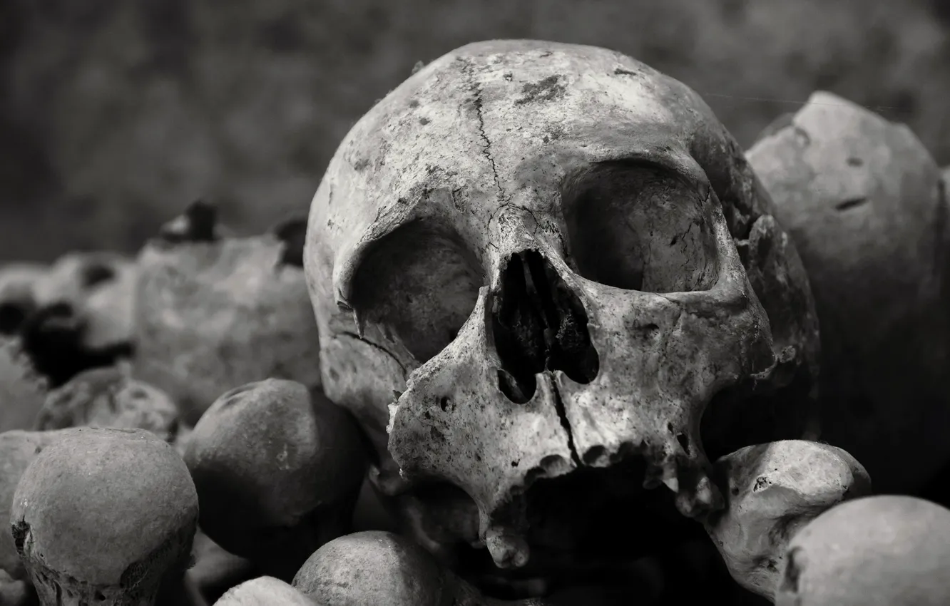 Photo wallpaper background, skull, bones