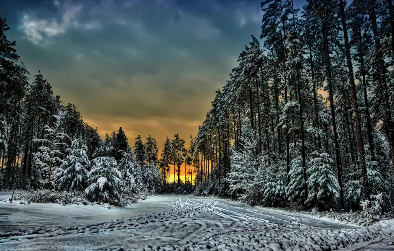 Photo wallpaper winter, forest, clouds, snow, trees, sunset, traces, Canada