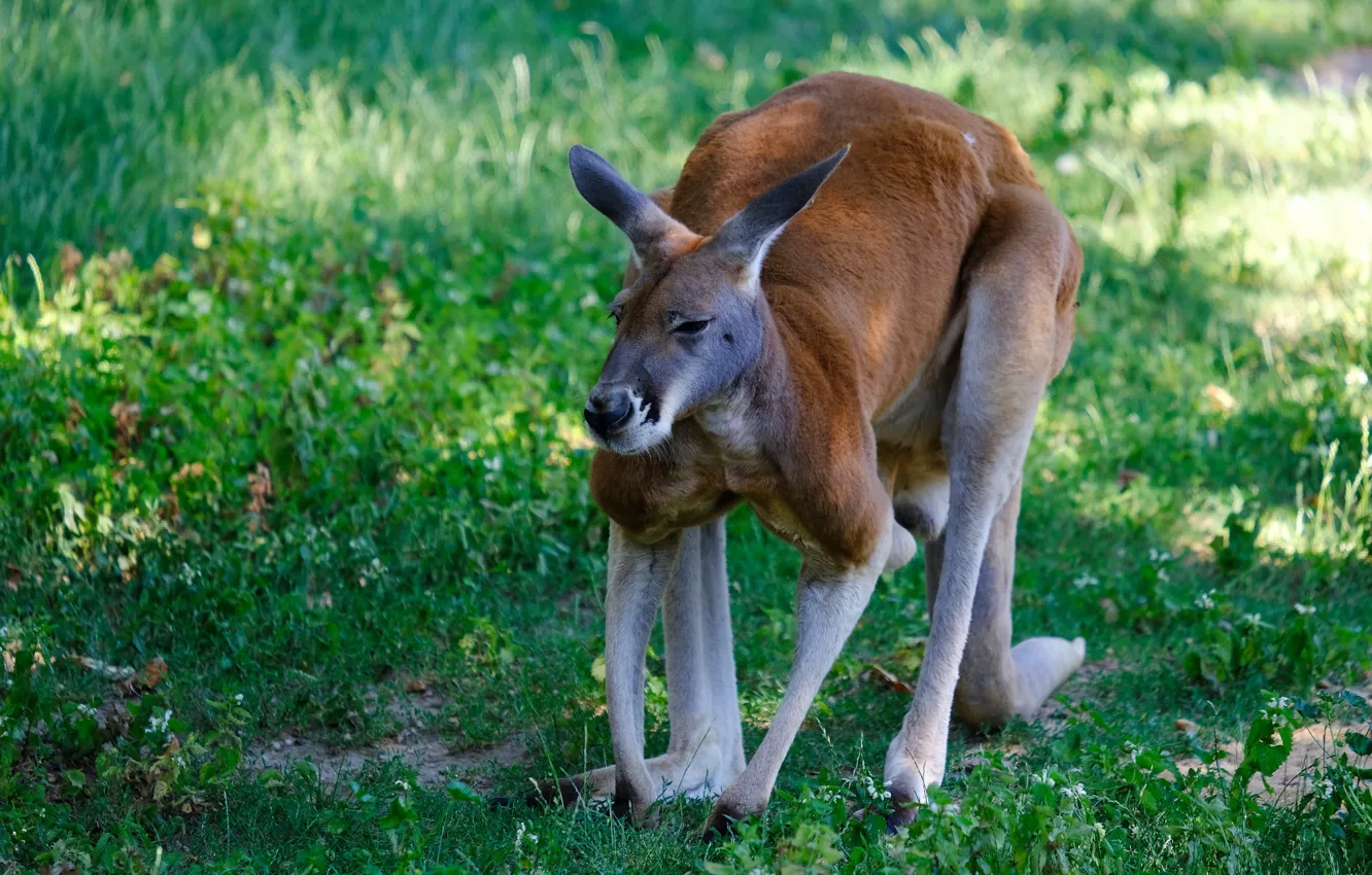 Photo wallpaper grass, pose, glade, kangaroo