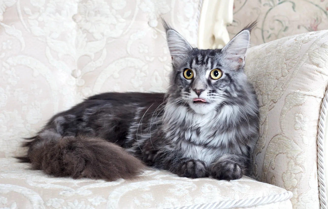 Photo wallpaper cat, comfort, home