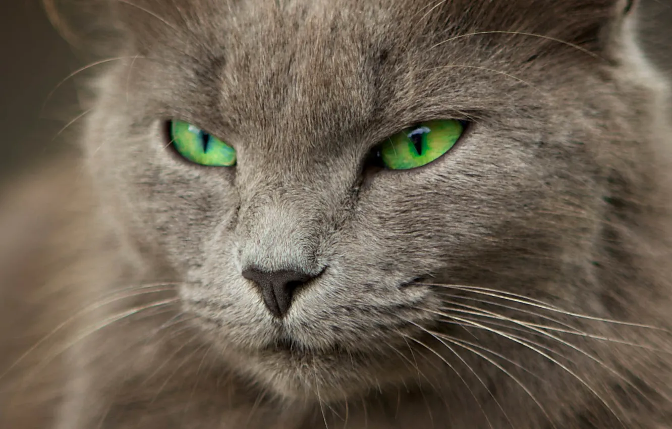 Photo wallpaper cat, grey, blur, green eyes
