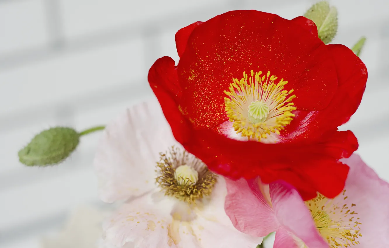 Photo wallpaper macro, Maki, petals