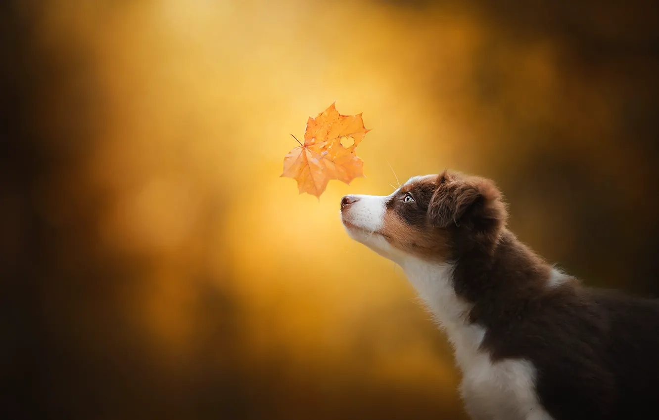 Photo wallpaper autumn, background, dog, puppy, profile, face, maple leaf, bokeh