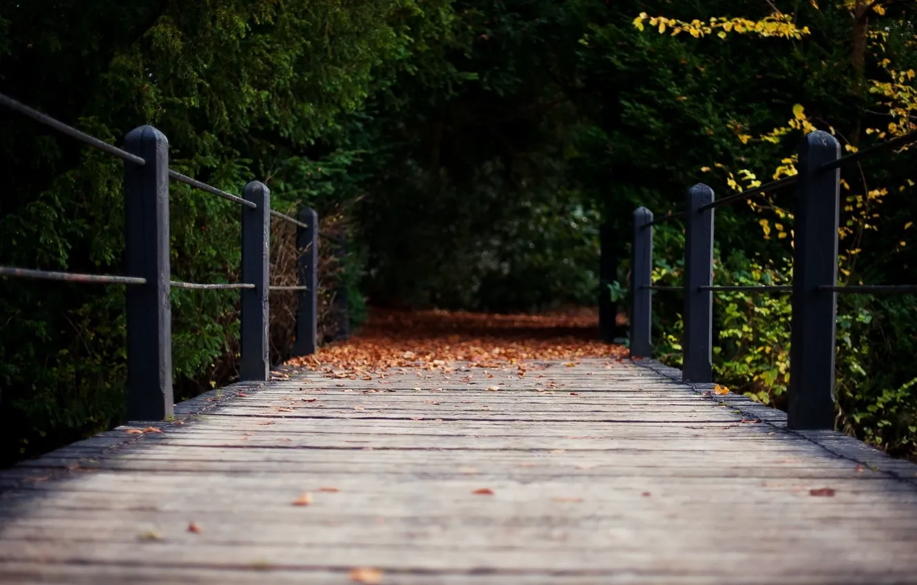 Photo wallpaper bridge, Park, railings