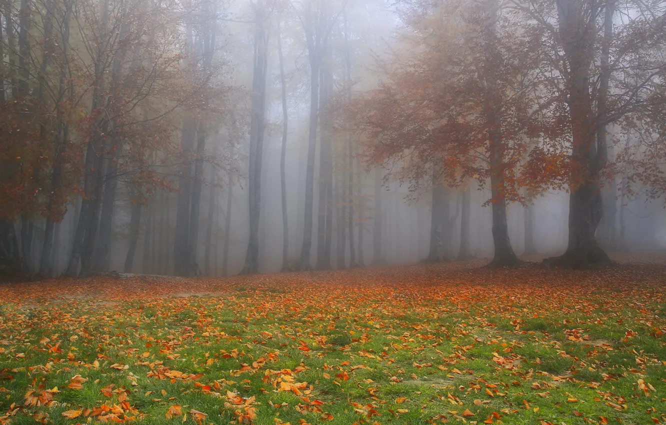 Photo wallpaper autumn, forest, leaves, trees, branches, nature, fog, Park