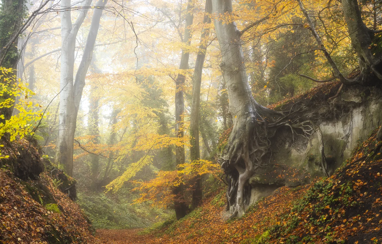 Photo wallpaper forest, trees, nature, branch