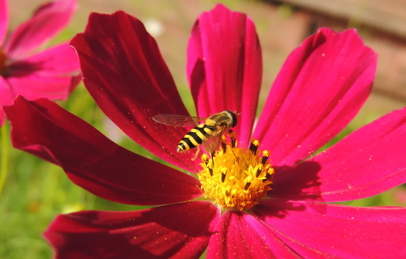 Photo wallpaper summer, flowers, nature, insect
