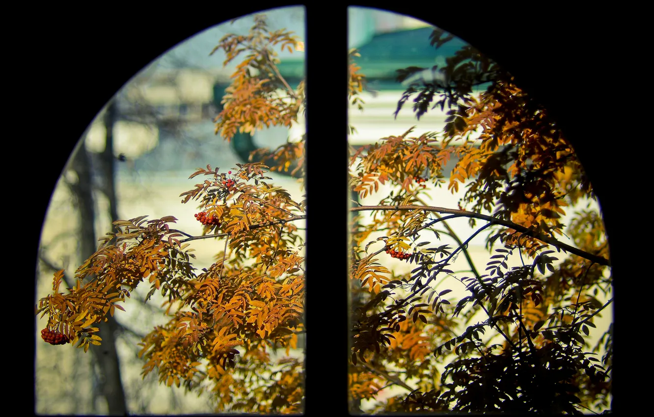 Photo wallpaper Window, Orange, Rowan