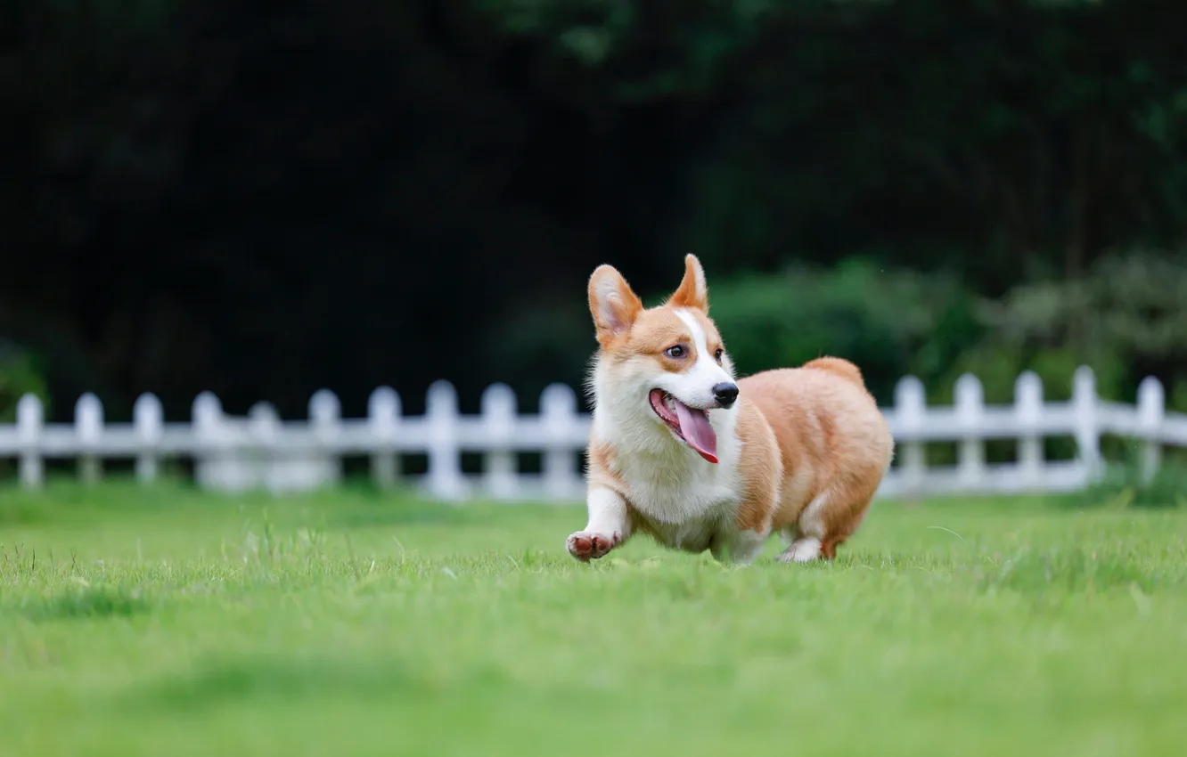 Photo wallpaper field, look, nature, pose, the dark background, the fence, dog, running