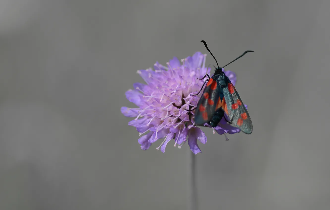 Photo wallpaper flower, background, butterfly