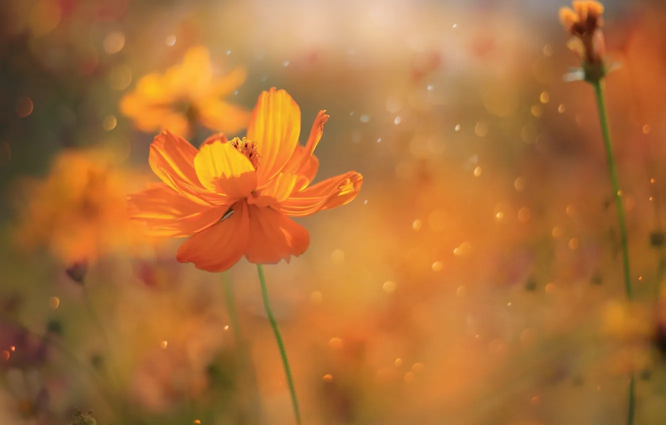 Photo wallpaper flowers, spring, flower, spring, kosmeya, Kosmeya