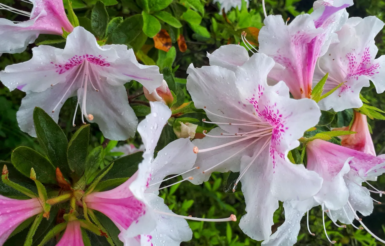 Photo wallpaper flowers, nature, flower, Azalea, Red flower