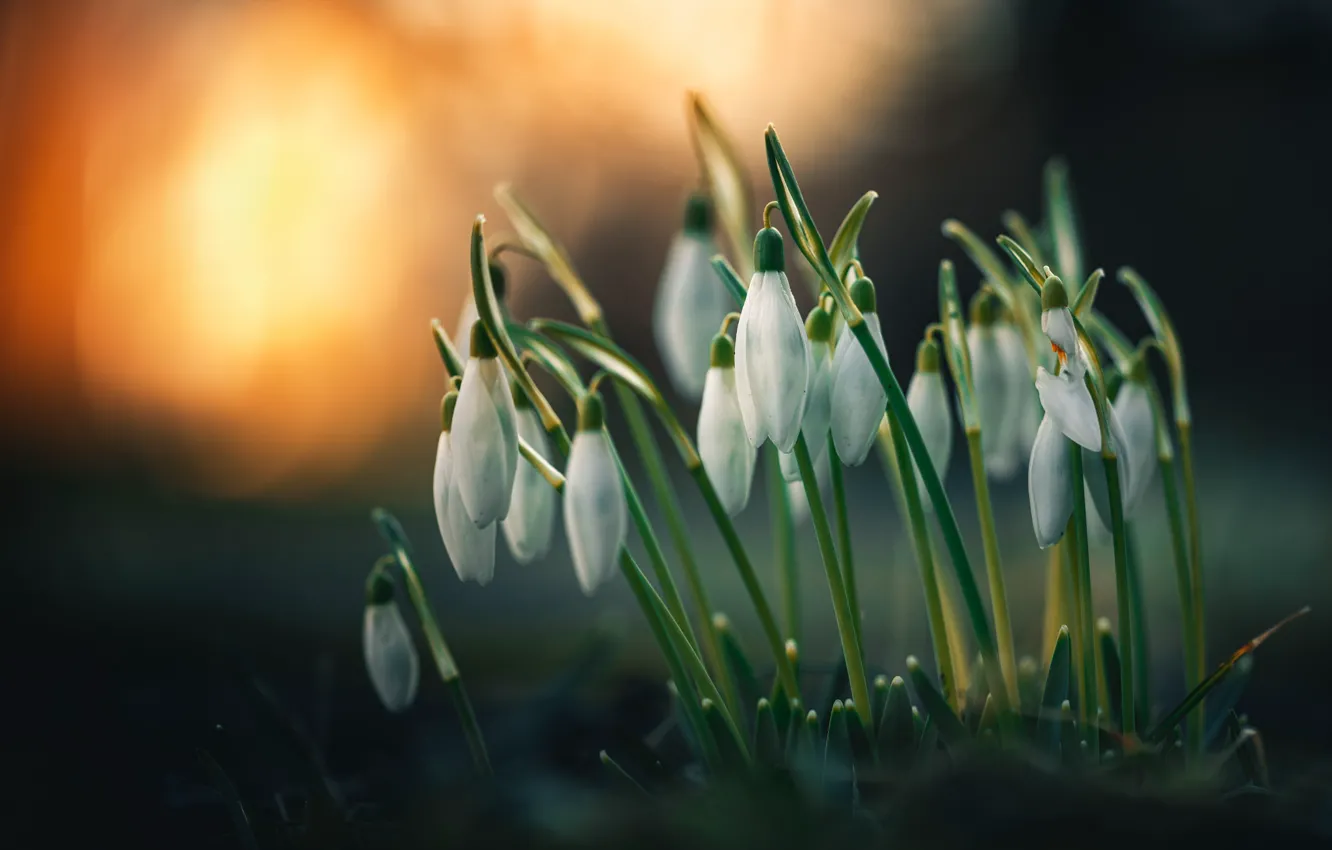 Photo wallpaper flowers, nature, background, snowdrops