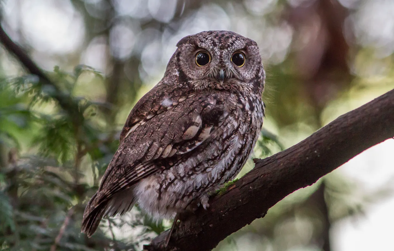Photo wallpaper branches, bird, owl