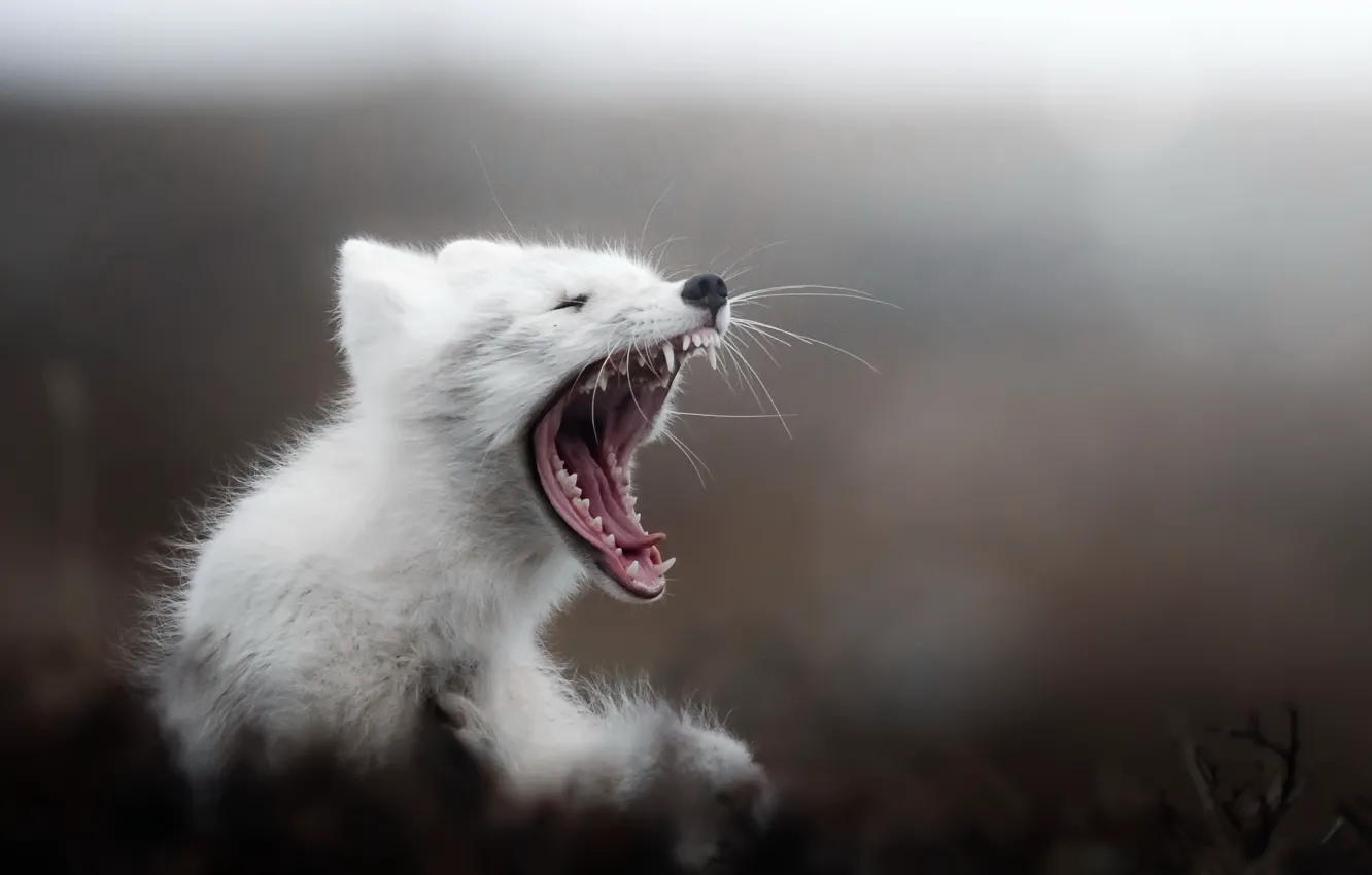 Photo wallpaper Tundra, Arctic, Yawning fox