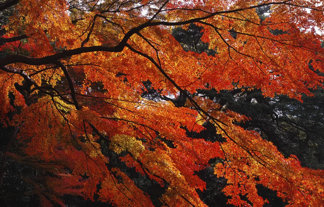 Photo wallpaper autumn, leaves, branches, tree, the crimson