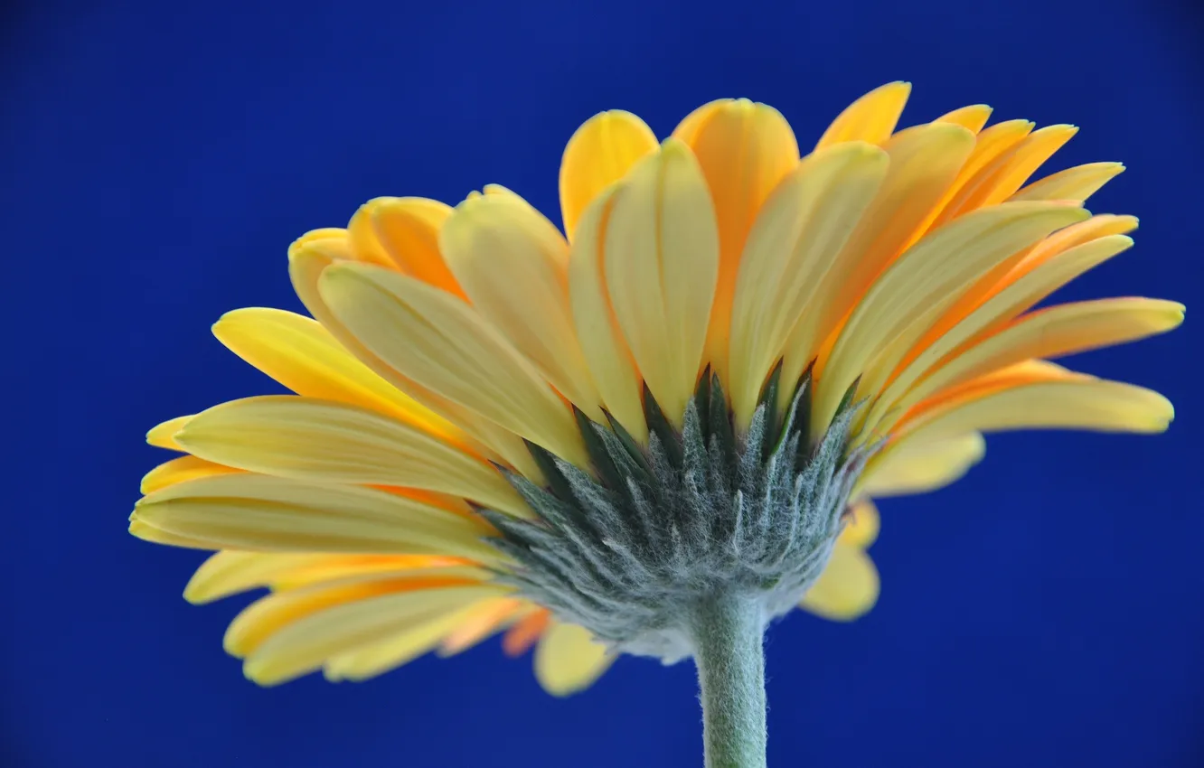 Photo wallpaper the sky, flowers, petals, gerbera