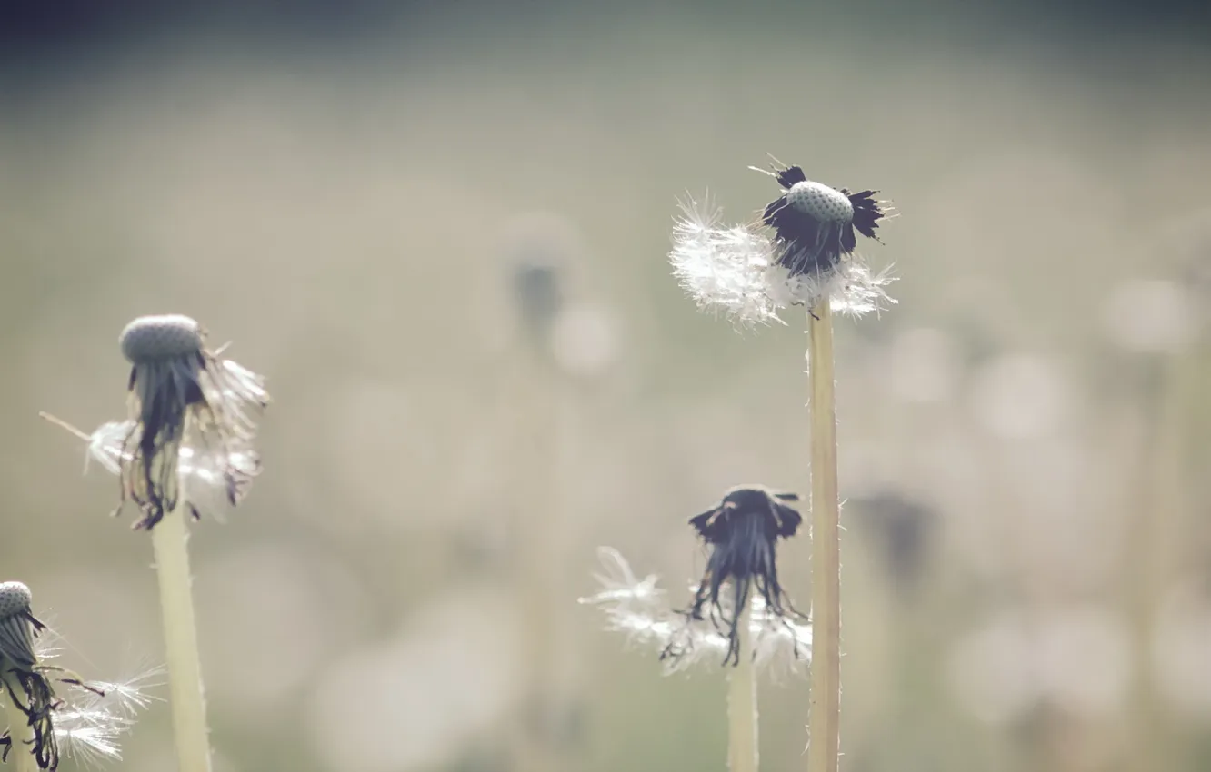 Photo wallpaper macro, nature, dandelions