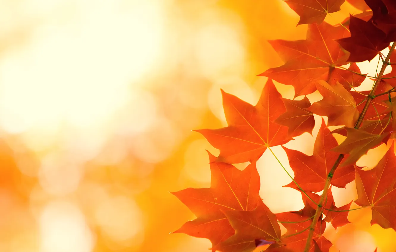 Photo wallpaper autumn, leaves, brightness