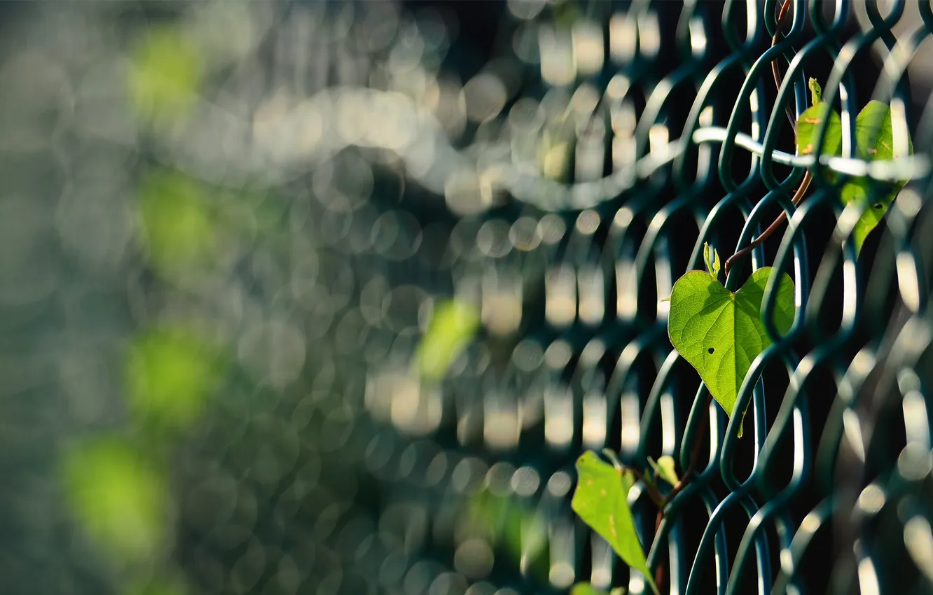 Photo wallpaper leaves, mesh, the fence, plant, focus