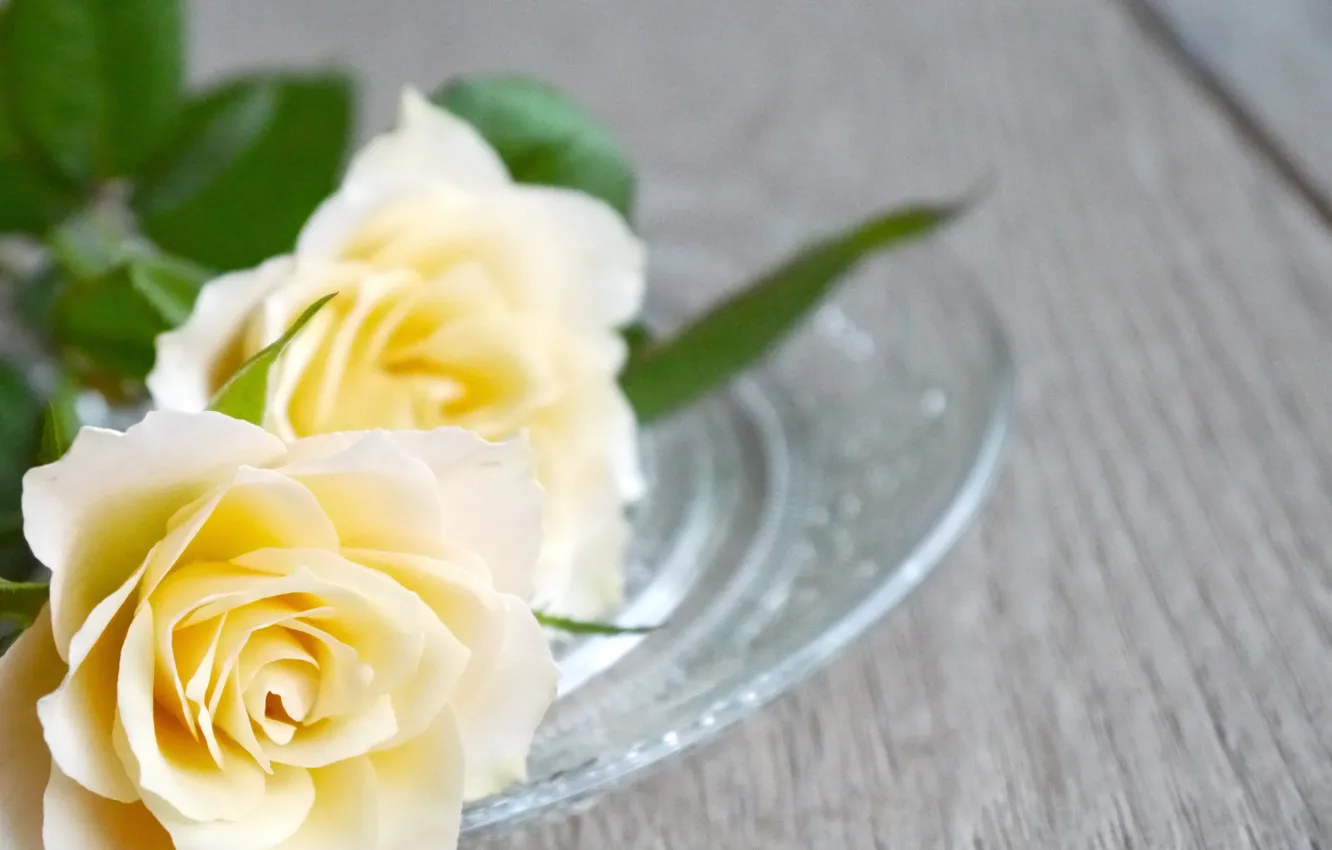 Photo wallpaper flowers, buds, white rose