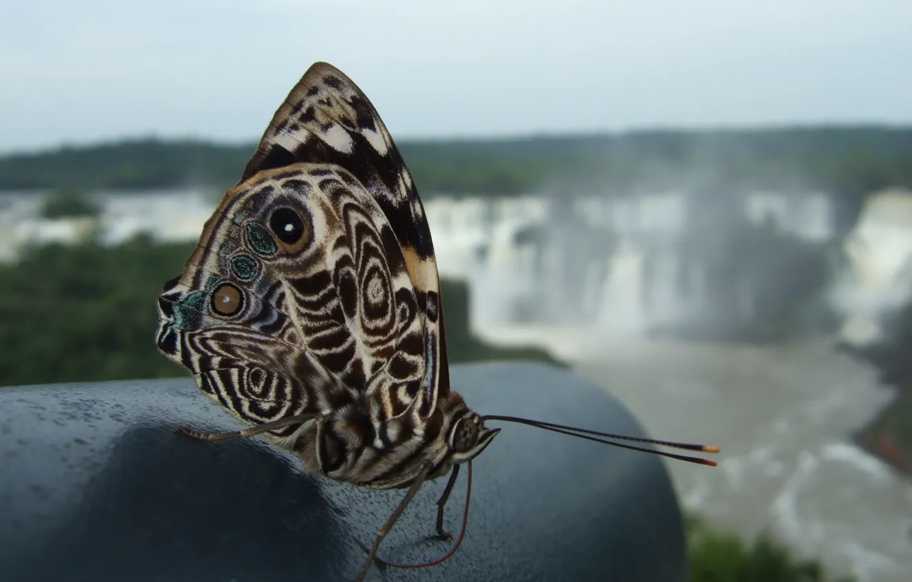 Photo wallpaper patterns, butterfly, beautiful