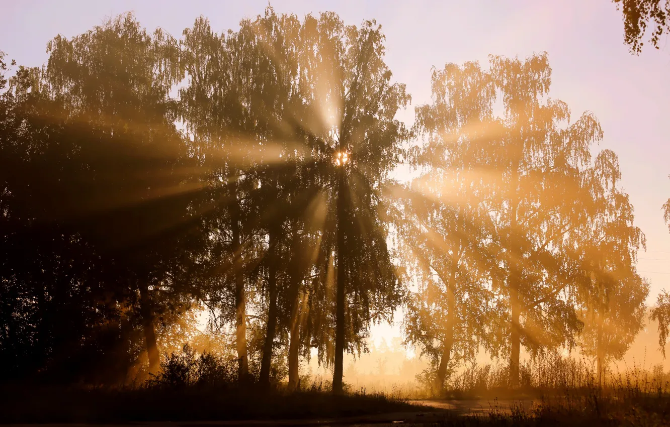 Photo wallpaper rays, trees, the sun