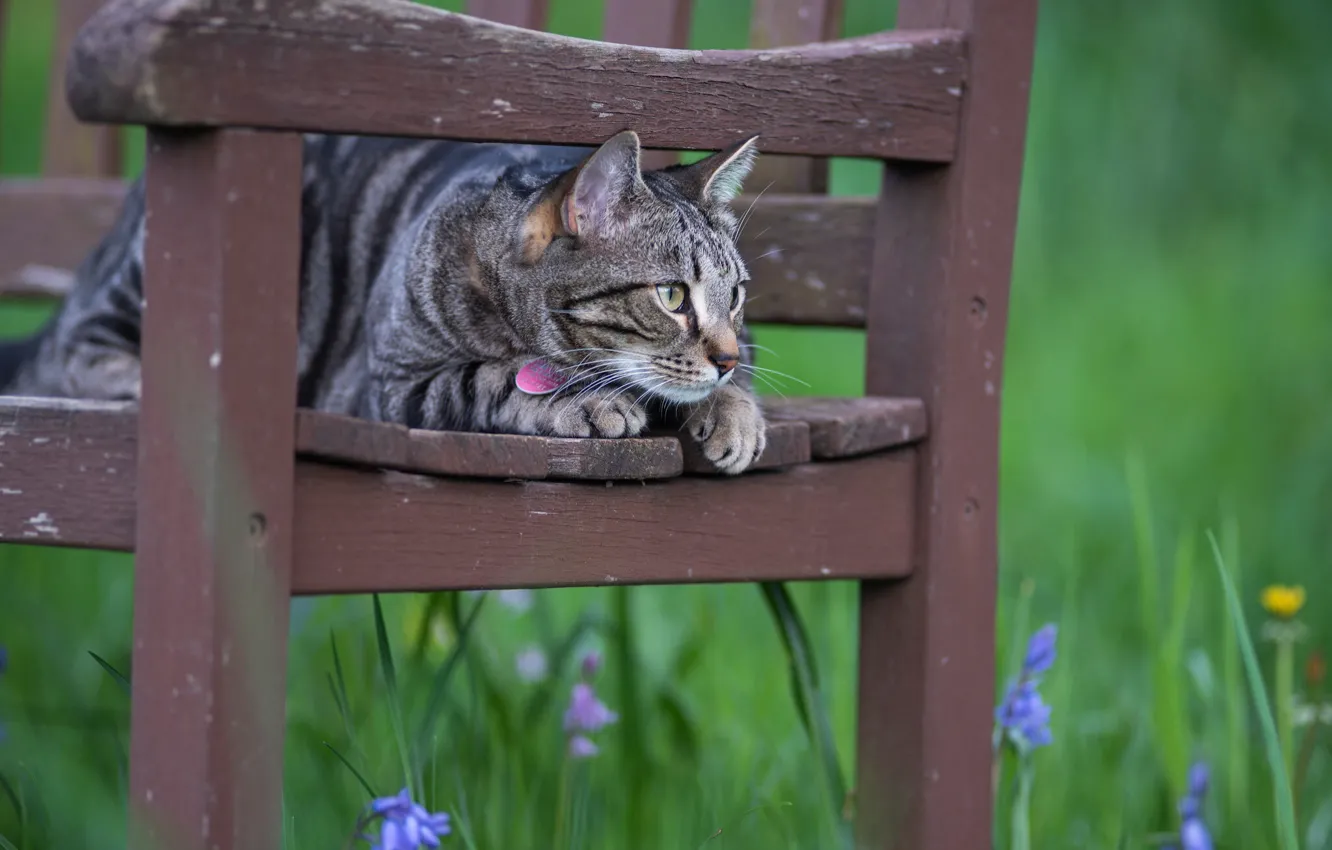 Photo wallpaper cat, flowers, chair, observation