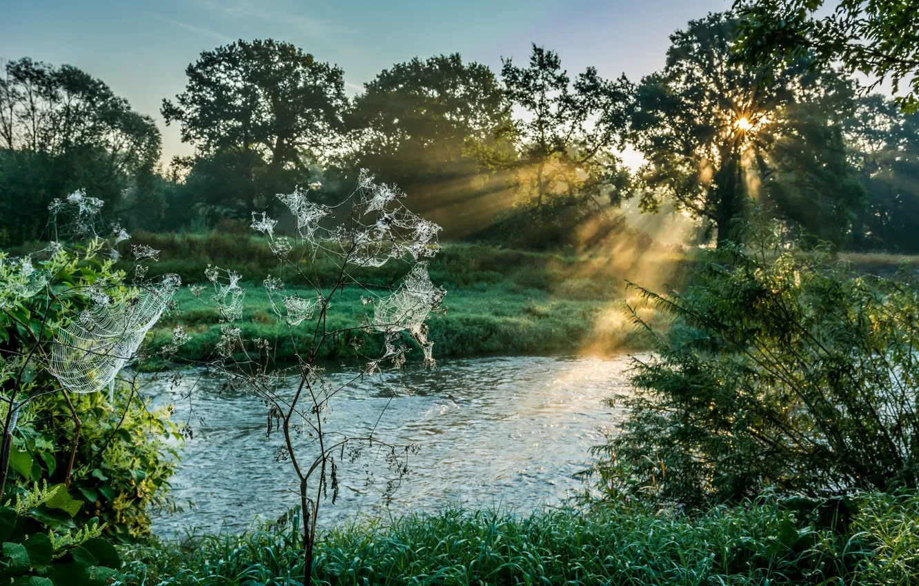 Photo wallpaper grass, web, morning, meadow