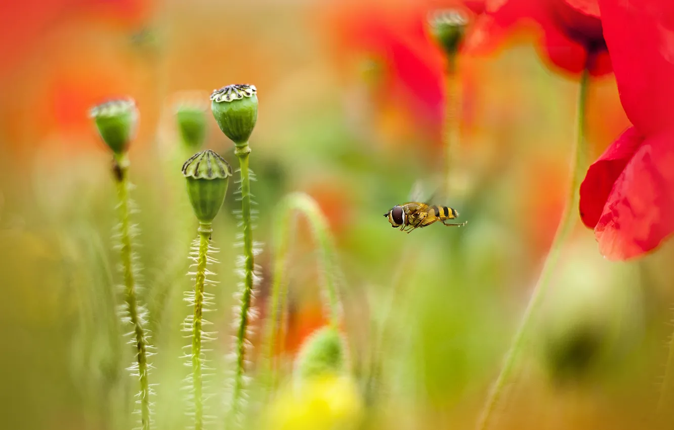 Photo wallpaper bee, Maki, blur, flight