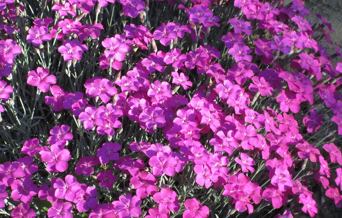 Photo wallpaper flowers, clove, spring 2018, Meduzanol ©