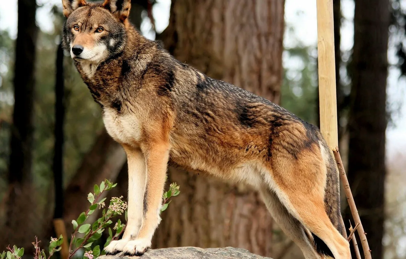 Photo wallpaper Predator, nature, animal, wolf, canis lupus, wildlife, portrait.