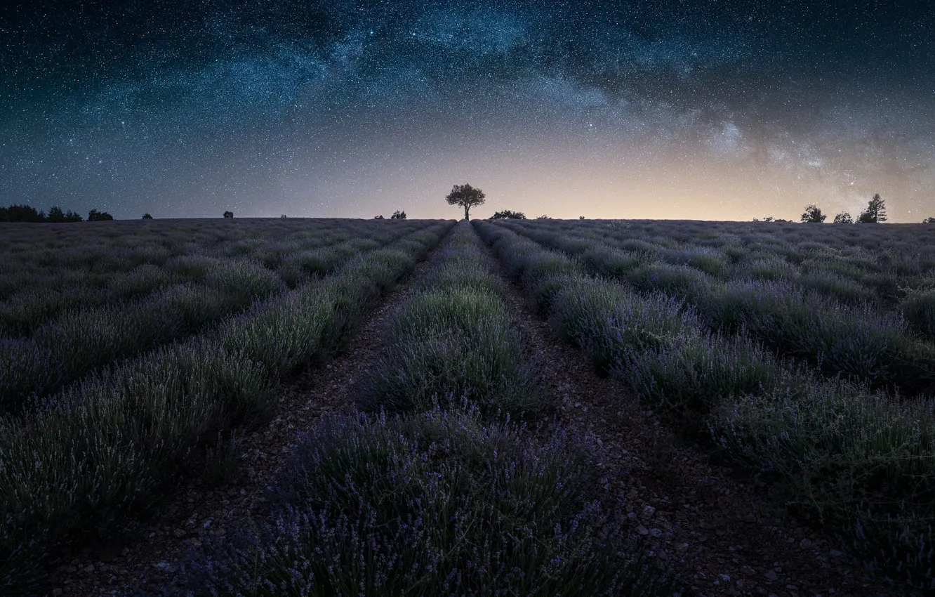 Photo wallpaper summer, the sky, stars, trees, flowers, night, dal, horizon