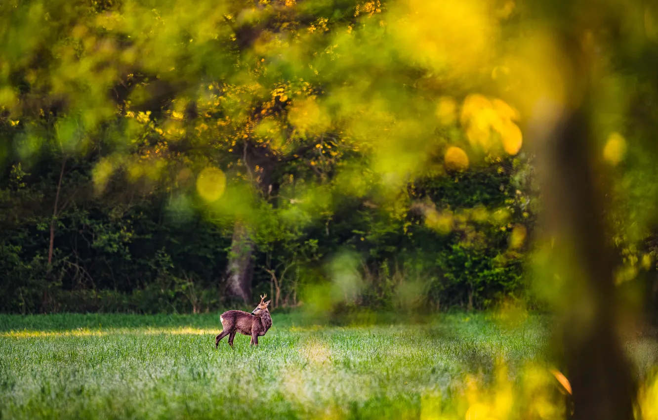 Photo wallpaper forest, grass, light, trees, branches, Park, glade, foliage