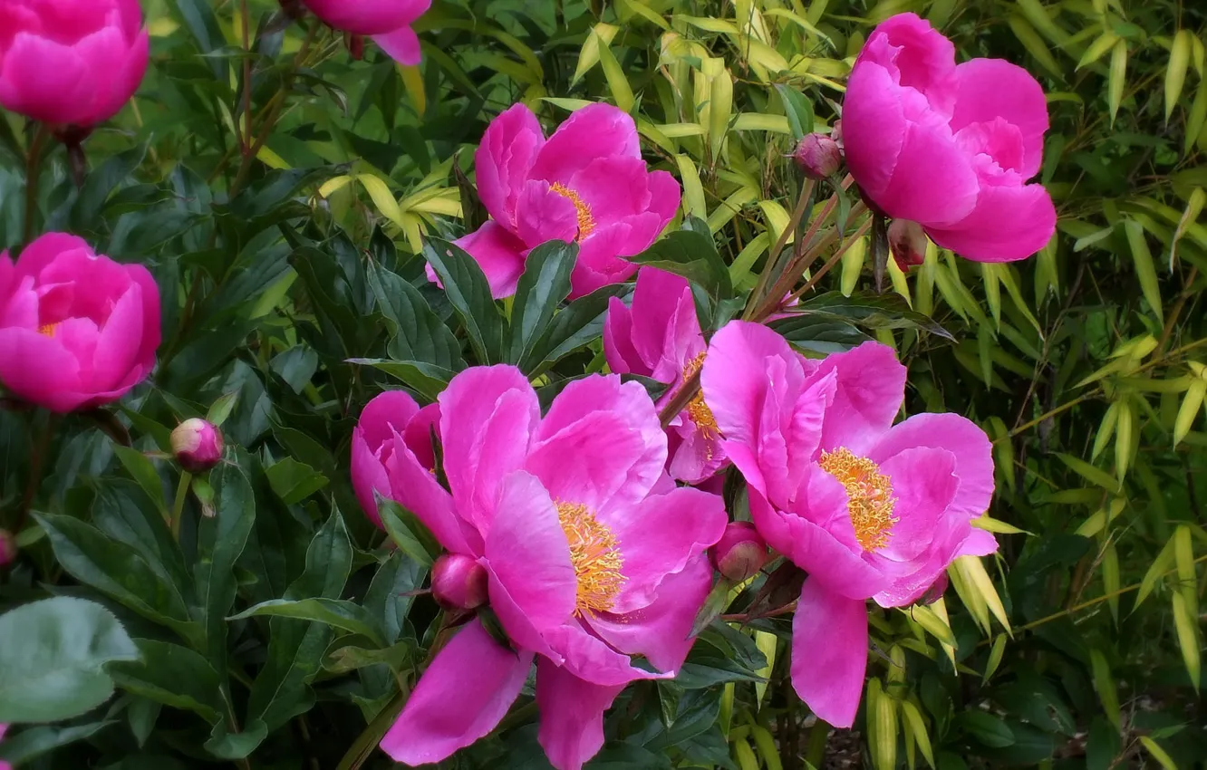 Photo wallpaper leaves, petals, flowering, the bushes, peonies