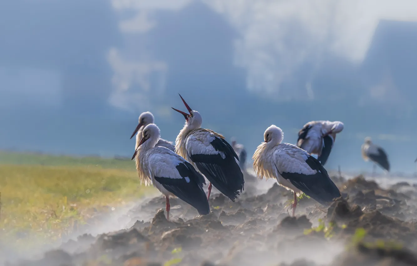 Photo wallpaper bird, pack, stork